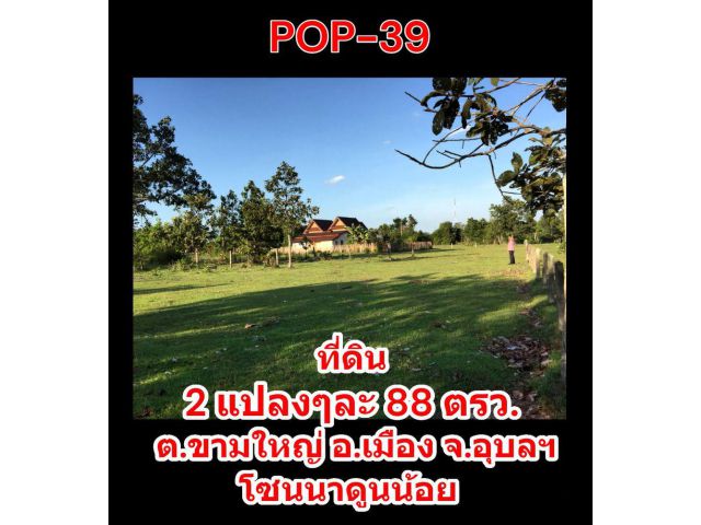 POP-39 ที่ดินสร้างบ้าน 2 แปลงๆละ 88 ตรว. ต.ขามใหญ่ อ.เมือง จ.อุบลราชธานี โซนนาดูนน้อย