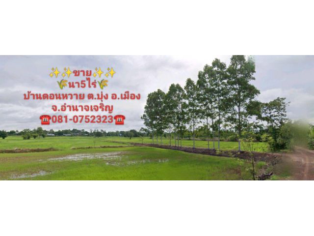 ขายที่นา งามๆ 9 ไร่ ราคาไร่ละ..แสน..ด้านติดถนนติตคลองชลประทานอำนาจ