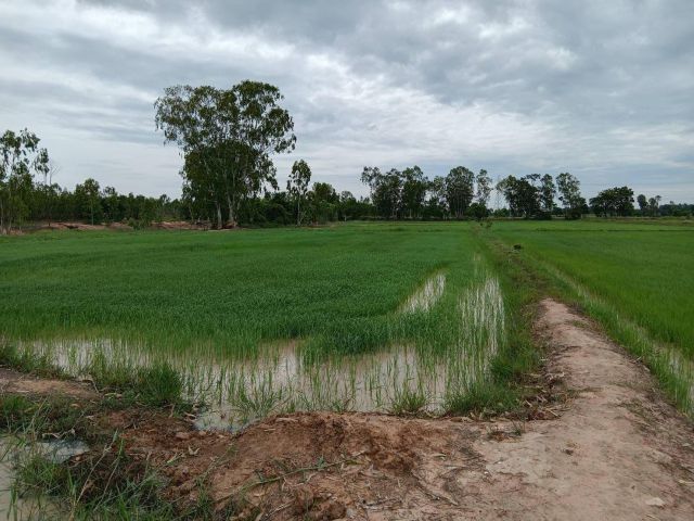 ขายที่ดิน 8 ไร่ ใกล้บึงรีและหนองไข่น้ำ อำเภอเมืองนครราชสีมา