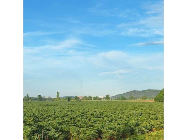 ขายที่ดิน 50 ไร่ เมืองตาก