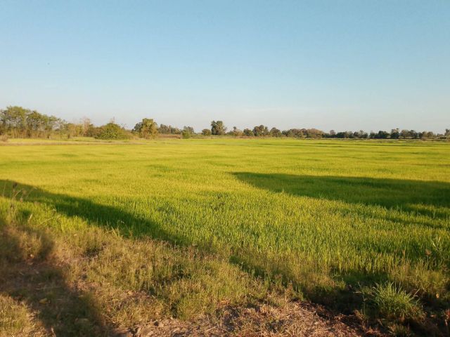 ขายที่ดิน 45 ไร่ จังหวัดพิจิตร