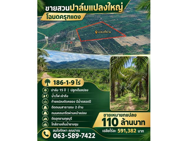 ขายที่ดินสวนปาล์ม โฉนดครุทแดง เนื้อที่ 186-1-9 ไร่ ตำบลหาดขาม อำเภอกุยบุรี จังหวัดประจวบคีรีขันธ์