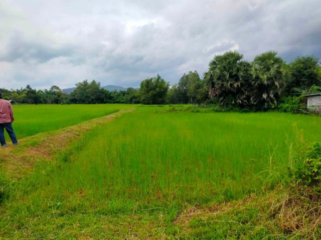 L1875 ขายที่ดิน 3 ไร่ เขาวง กาฬสินธ์ุ