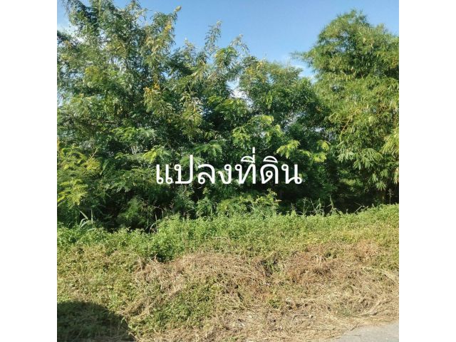 ขายที่ถมแล้วติดลาดยางติดน้ำทำเลดีมาก 1 ไร่